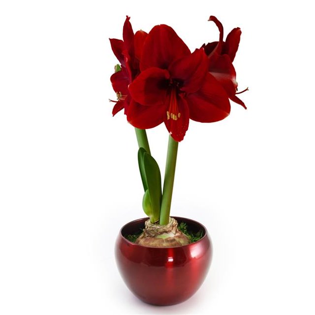 Bloomaker USA COL-00598 Bloomaker Red Tin Amaryllis Bulb Kit - Red Velvet