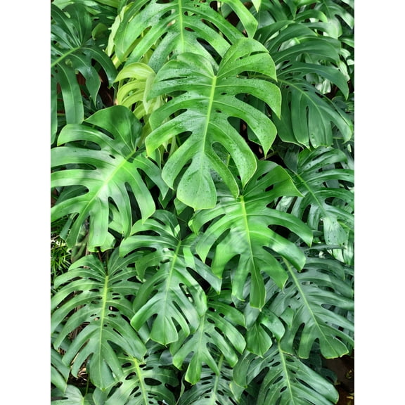 5 Seeds - Organic SPLIT LEAF PHILODENDRON Monstera Deliciosa Swiss Cheese Plant Vine Seeds