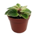 thumbnail image 3 of Jolly Sunday Micro Miniature African Violet - 2.5" Pot - Violet Collector's Series, 3 of 4