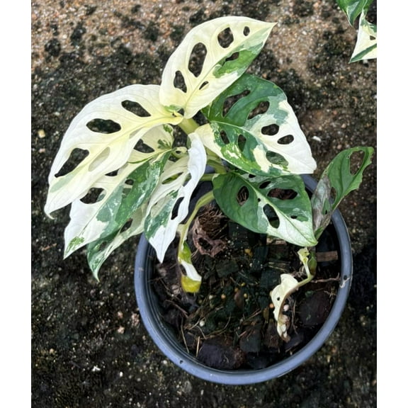 Rooted in moss - Monstera Cheese plant Adansonii 'albo' - Get similar to the picture 4-5 leaves