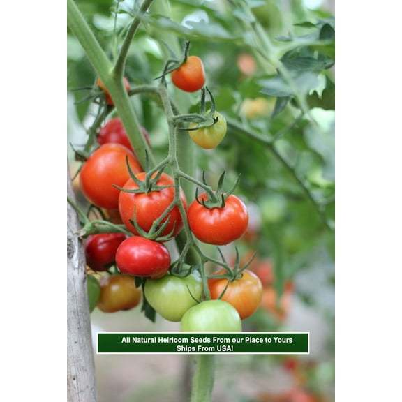 SEEDS = 20 Seeds Floradade Tomato - - Good for Sauce and Fresh Salads Good Slicer - Freezing Great Addition to Salsa