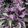 thumbnail image 5 of Live Annual 4" Persian Shield Purple (3-Pack) with Full Sunlight, 5 of 6