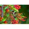 thumbnail image 2 of Ditto, Larry 24x17 White Modern Wood Framed Museum Art Print Titled - Ruby-throated Hummingbird-Archilochus colubris-hovering, 2 of 4