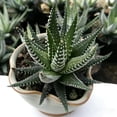 thumbnail image 2 of Rare Cactus Succulent Plants | Live House Plants for Home, Office, and Garden Decoration., 2 of 6