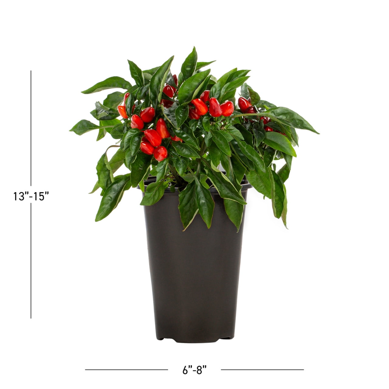 Expert Gardener 1QT Ornamental Red Pepper Live Edible Plant Sun 5-Pack