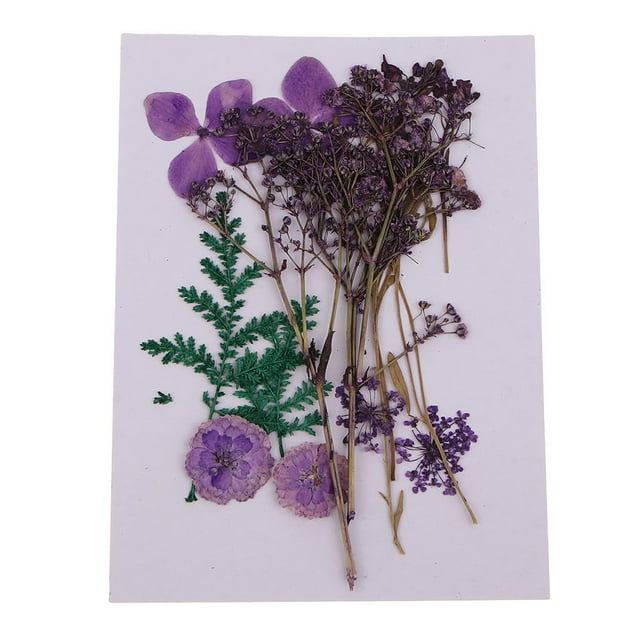 Flores y hojas secas naturales, adornos para bricolaje, decoración para hogar, álbumes de recortes, margaritas pequeñas + gypsophila +