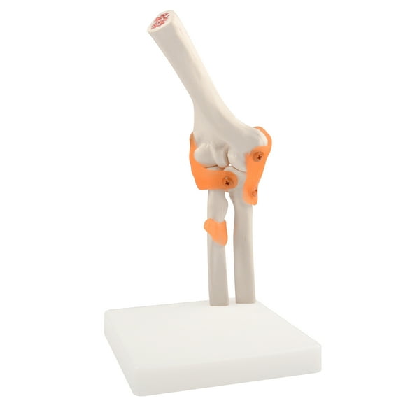 Eztrain Human Elbow Joint Model with Ligaments, Flexible 1:1 Scientific Life Size