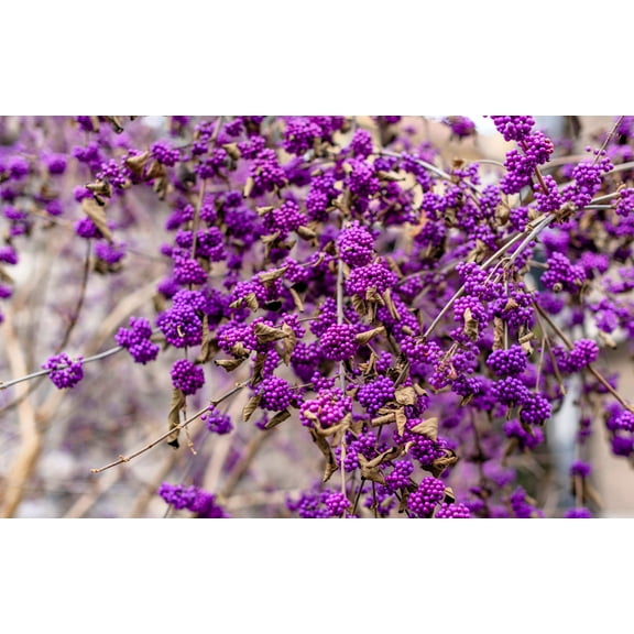 40 American PURPLE BEAUTYBERRY Shrub Flower Callicarpa Americana Seeds