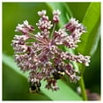 thumbnail image 5 of Everwilde Farms - 200 Common Milkweed Native Wildflower Seeds - Gold Vault Jumbo Bulk Seed Packet, 5 of 5