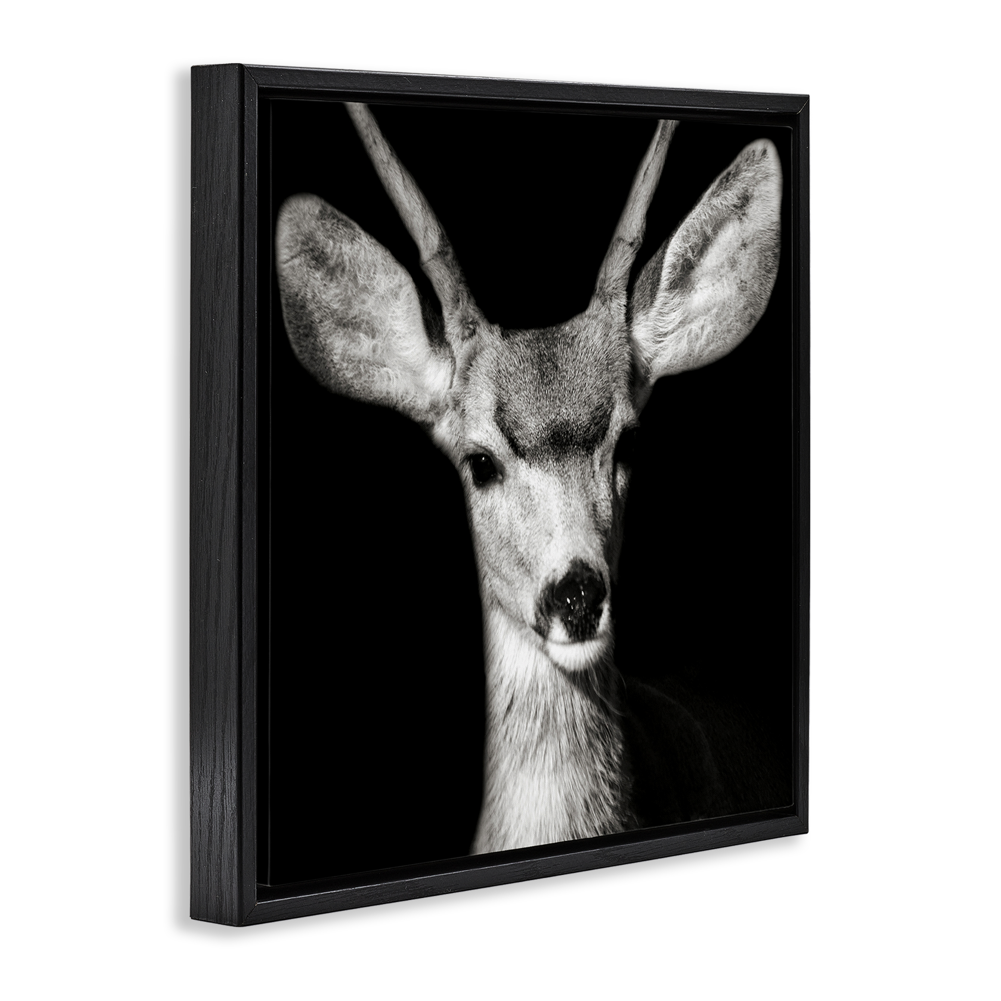 Stupell Industries Gazing Deer Portrait Animals & Insects Photography Black Floater Framed Canvas Art Print Wall Art, 25 x 25