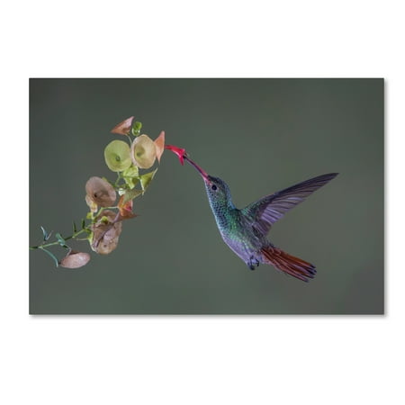 trademark fine art stretch canvas art by greg barsh walmart com