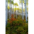 thumbnail image 2 of Mansfield, Kathy 11x14 White Modern Wood Framed Museum Art Print Titled - Aspen in the Day, 2 of 4