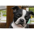 thumbnail image 4 of SLEEPY BOSTON TERRIER PUPPY STATUE SITTING, 4 of 8