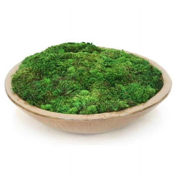 Unisex Mood Moss in Glazed Stoneware Bowl - Brown