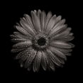 thumbnail image 2 of Carson, Brian 15x15 Black Ornate Wood Framed with Double Matting Museum Art Print Titled - Black And White Gerber Daisy I, 2 of 4