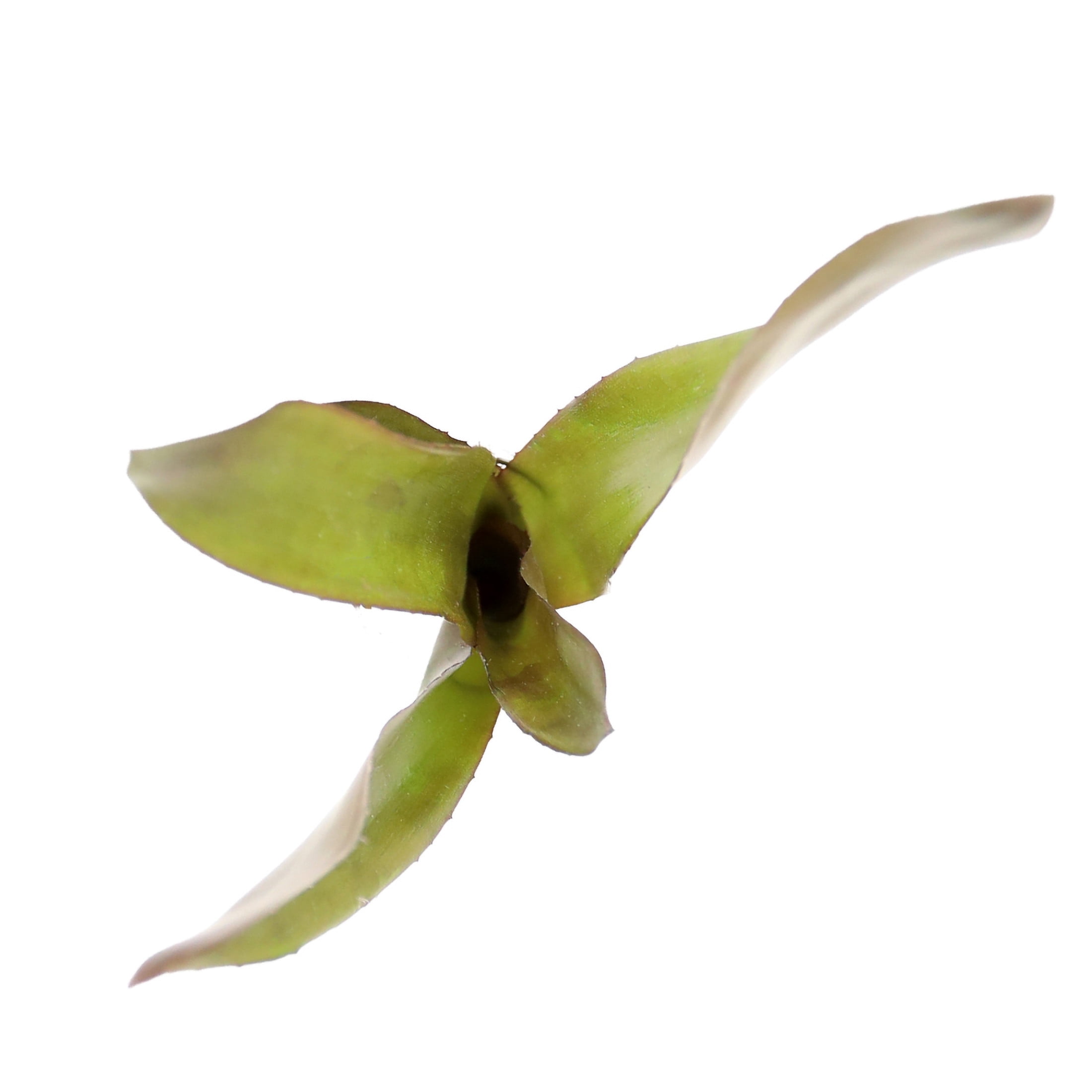 ReptiCulture Voodoo Doll Bromeliad Plant 3 ct