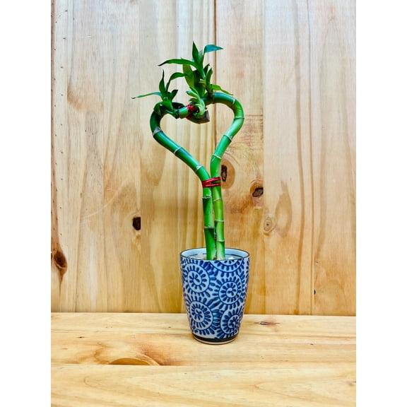 Live Lucky Bamboo Plant Heart Shape in Ceramic Cup