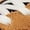 Camel/Orange, variant on Men's Tiago Lemos 1010 Dark Juniper 13 Medium