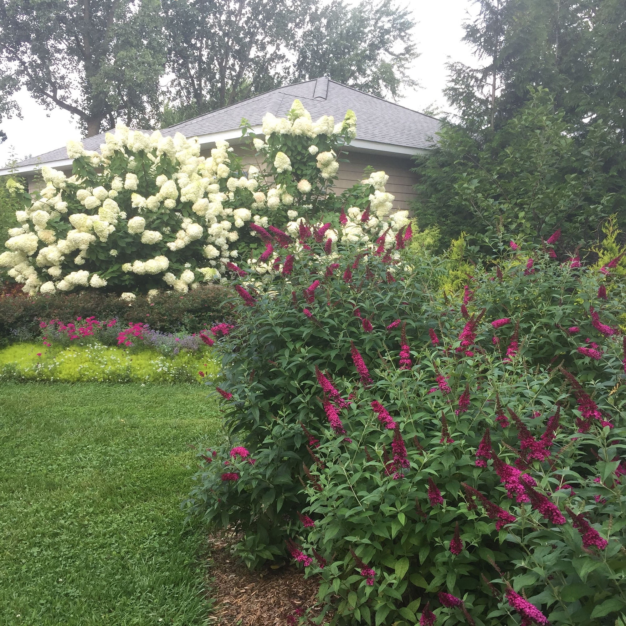 Proven Winners ColorChoice Miss Molly Buddleia Live Shrub (2 Gallon)