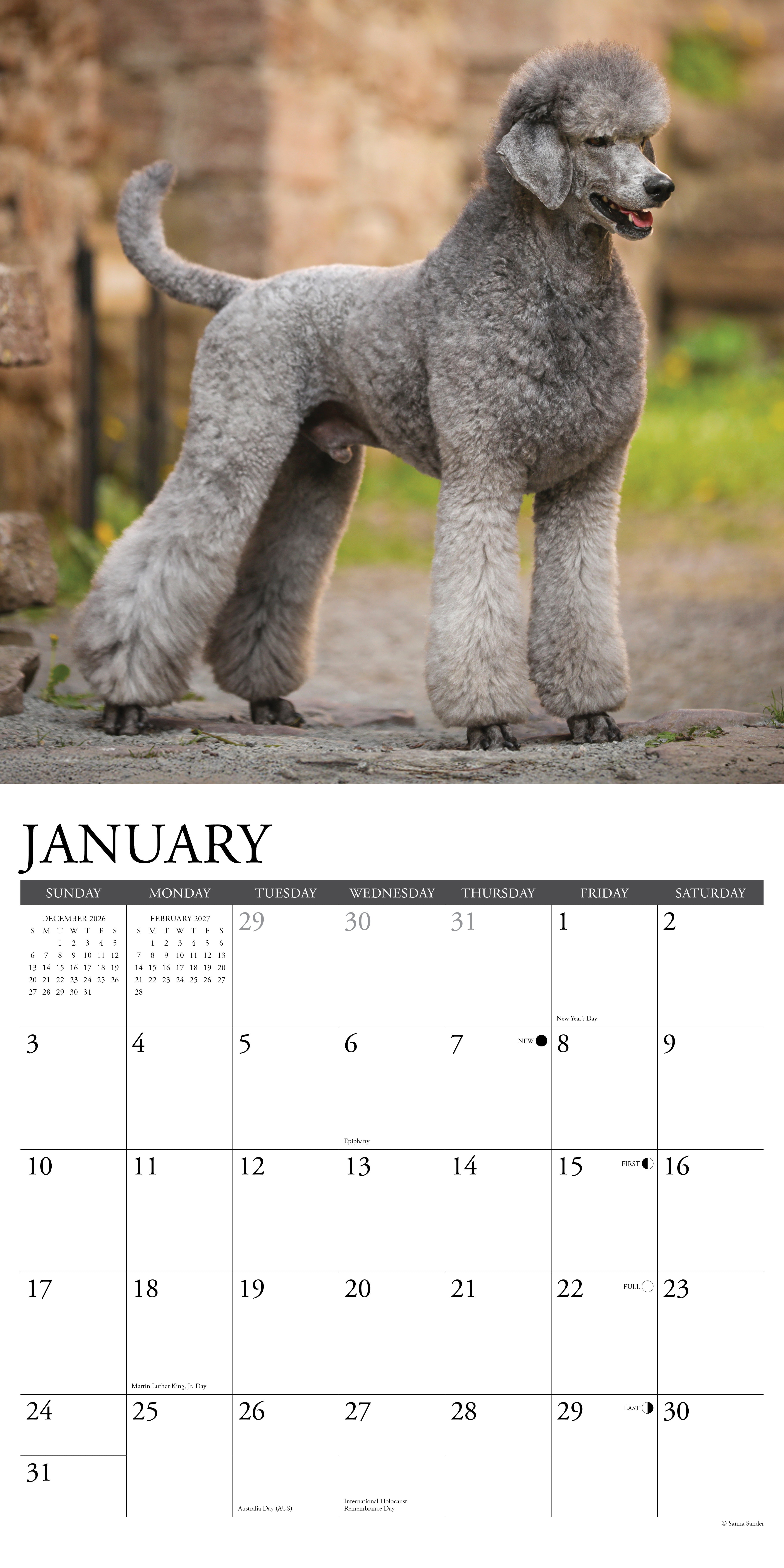 Willow Creek Press, Poodles 2027 Wall Calendar