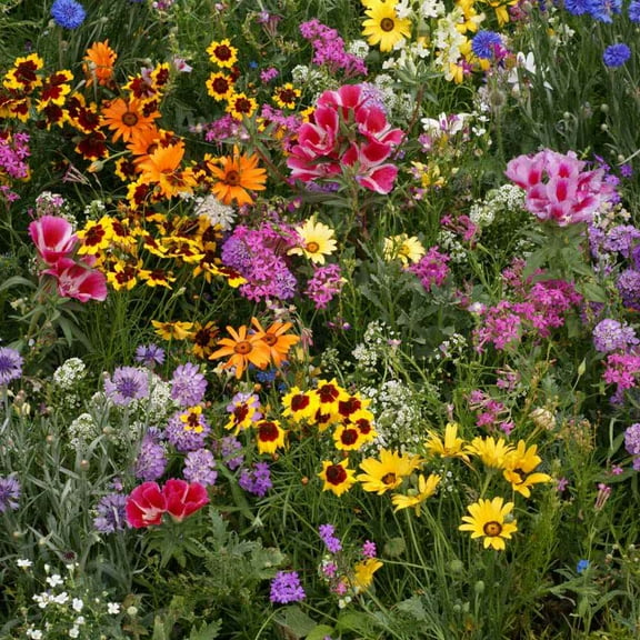Outsidepride Low Grow Wild Flower Plant Seeds, Mix