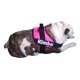 thumbnail image 3 of Pechera Personalizada Bulldog Ingles, 3 of 5