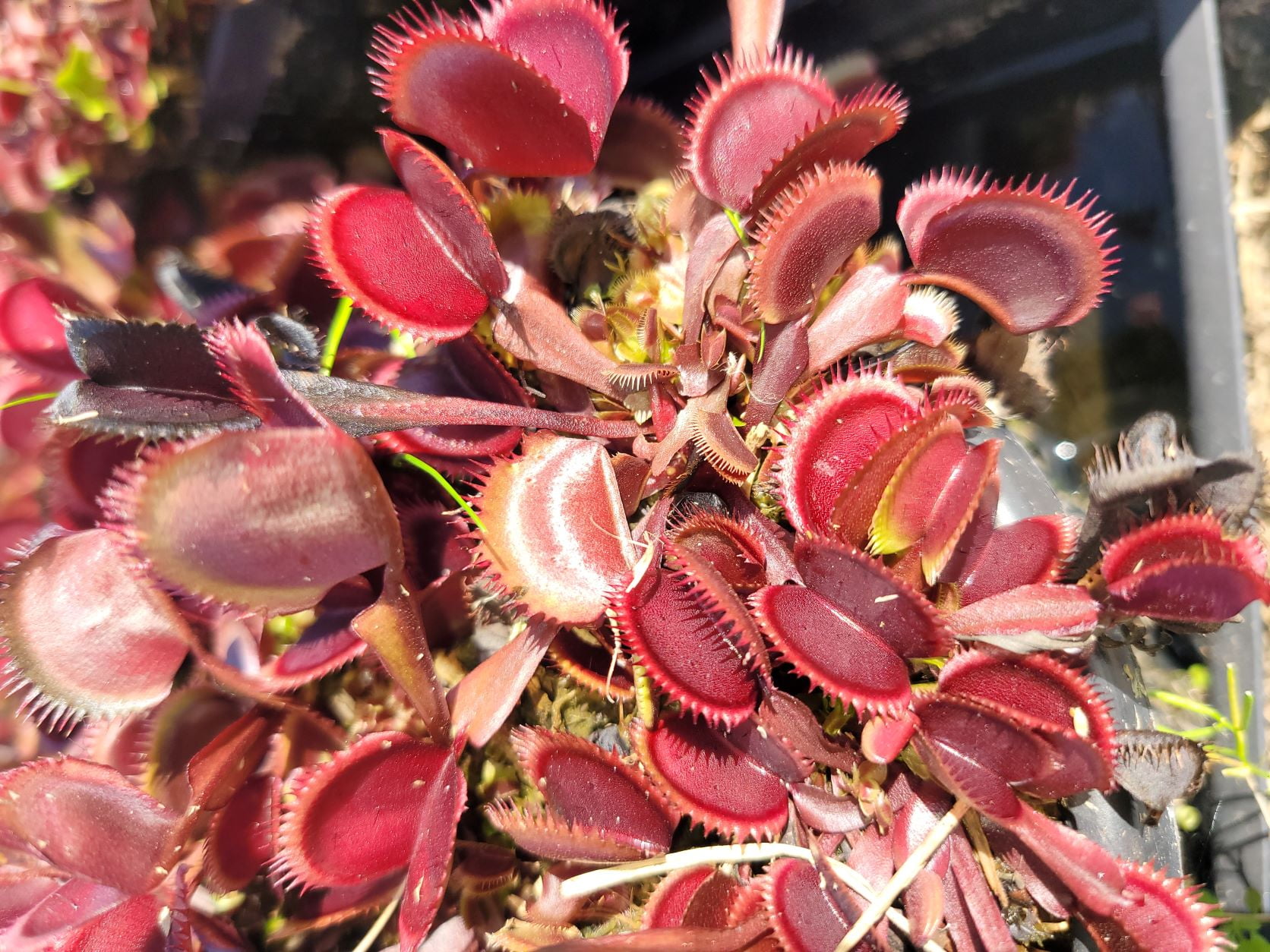 Adult Sized Venus Flytrap - Fly Trap - (Dionaea Muscipula) Carnivorous  Plant 3 inch Pot