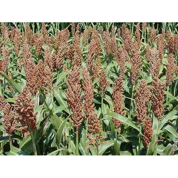 Sweet Sugar DRIP Sorghum Seeds - Makes a Sweet Syrup MMmmmmmm.It's Good (500 - Seeds)