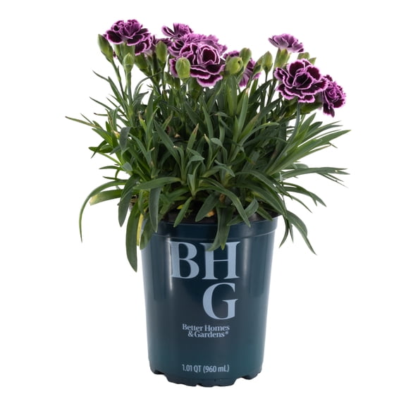Better Homes & Gardens Purple Dianthus Carnation Sunflor Finesse 1QT Live Plant for Full Sun