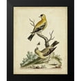 thumbnail image 2 of Edwards, George 20x24 Black Modern Framed Museum Art Print Titled - Edwards Bird Pairs III, 2 of 5