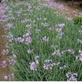 thumbnail image 6 of Society Garlic  10 Live Quart Size Plants  Tulbaghia Violacea  Butterfly Attracting Flowering Groundcover, 6 of 7