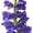 Blue, variant on Member's Mark Veronica Flower, 100 stems, choose color