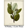 thumbnail image 4 of Green Botanical Art Prints - Set of Four Prints (8x10) Unframed - Great Kitchen Decor and Gift for Nature Lovers, 4 of 6