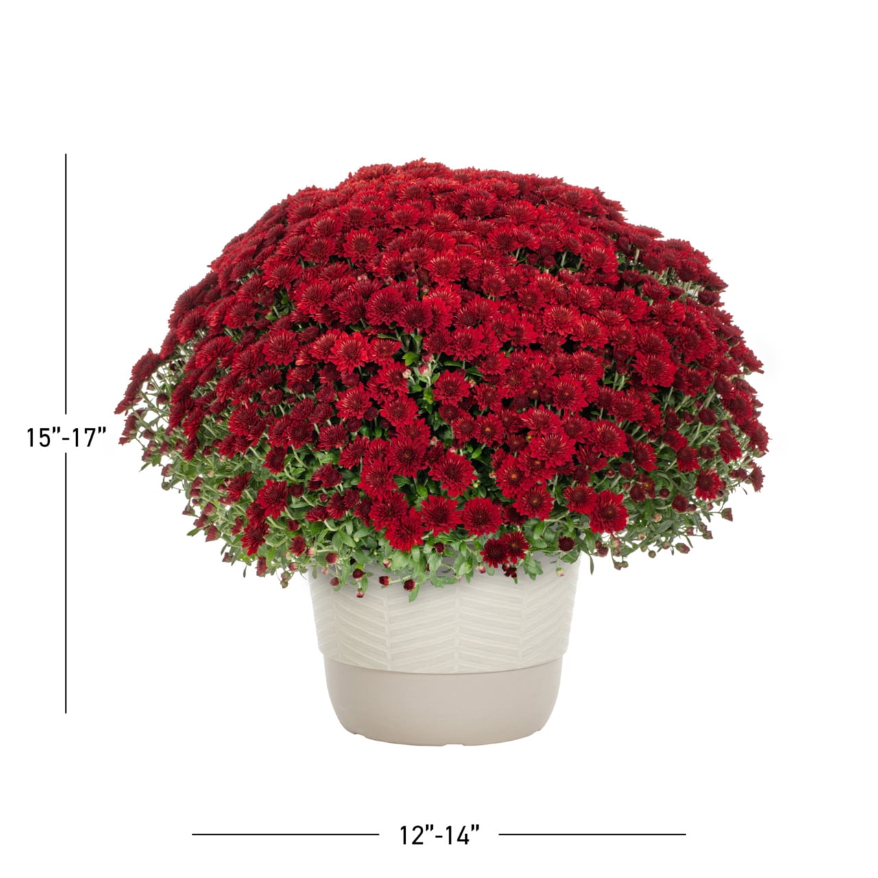 Better Homes & Gardens 1.5 gal Red Garden Mum Live Plant in Decorative Planter