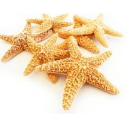 12 Real Dried Small Sugar Starfish (3-4" / 78-102 mm) Beach Arts and Crafts, Coastal Cottage and Nautical Home Decor, Beach Weddings