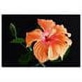 thumbnail image 2 of Trademark Art "Peach Hibiscus on Black" Canvas Art by Kurt Shaffer, 2 of 2
