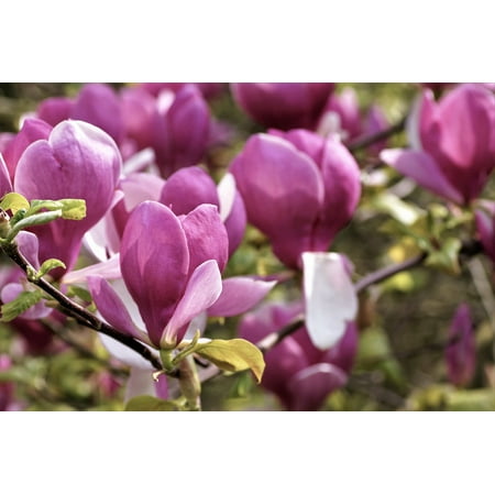 Canvas Print Flower Flowering Pink Tree Spring Magnolia Garden Stretched Canvas 10 x