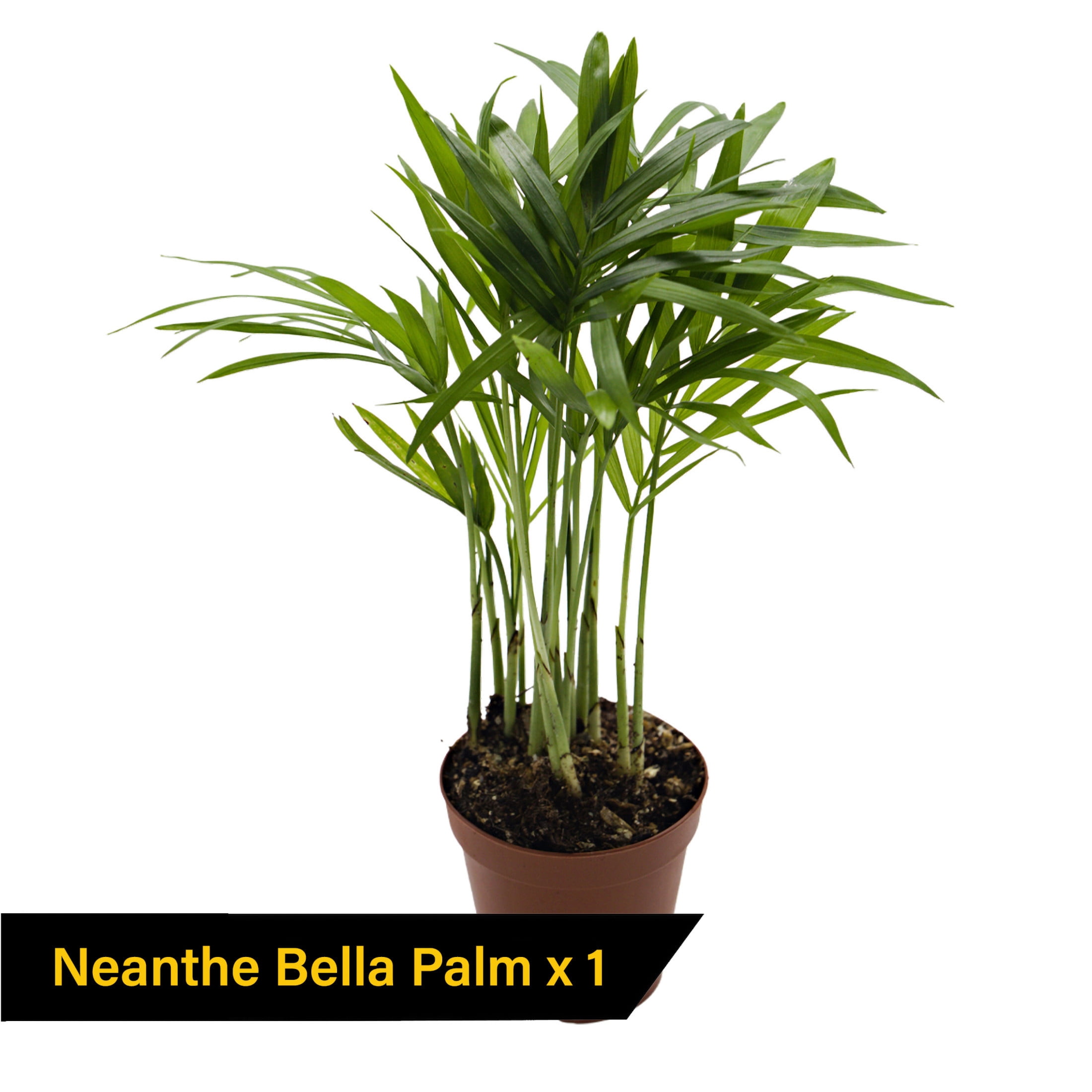 ReptiCulture Tropical Plant Starter Bundle
