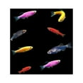 thumbnail image 5 of GloFish&reg; Danio 8ct Live Fish Assortment, 5 of 10