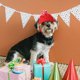 thumbnail image 4 of unbranded Sombrero Para Perros Y Con Ajustable Y Agujeros Para Orejas, 4 of 6