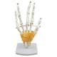 thumbnail image 1 of Modelo de la articulación de la mano humana médica de tamaño natural con base y ligamentos funcionales, material didáctico de biología / c Baoblaze Juguetes educativos para niños, 1 of 6