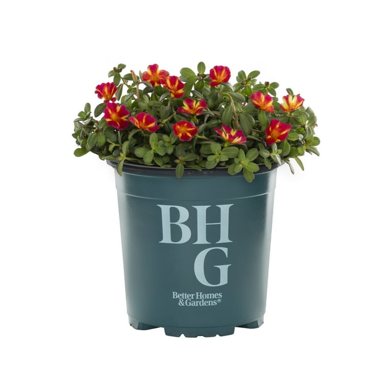 Better Homes & Gardens 2QT Multicolor Portulaca Live Annual Plant