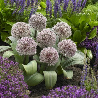 Van Zyverden Allium Karataviense Set of 7 Bulbs Purple Part Sun