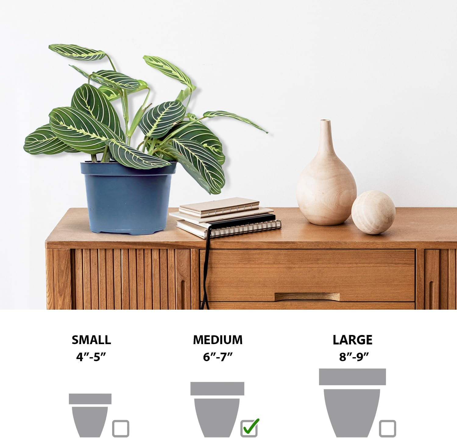 Live Lemon Green Maranta, Lemon Prayer Plant, Sympathy Gift, Indoor Potted Plant, Gardener Gift, Trailing House Plant, Large Plant in 6" Pot