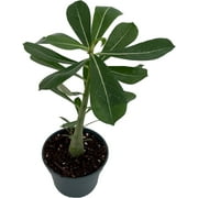 Desert Rose Plant - Adenium obesum - Natural Bonsai or House Plant - in Nursery Pot