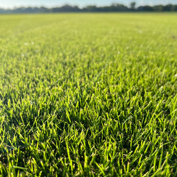 5000 Seeds Emerald Zoysia Grass Seeds for Planting, Zenith Zoysia Seeds for Lawn, Easy to Grow