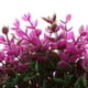 thumbnail image 4 of 2 Uds Plantas Artificiales Plástico Falso Flor Topiary Arbustos para Jardín, Césped, Patio, Decoración de, 4 of 9
