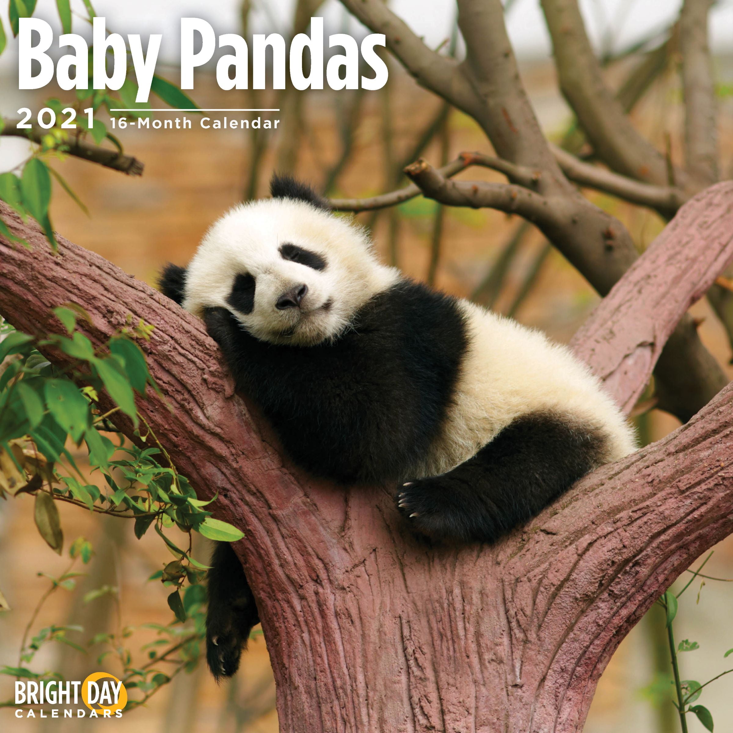 21 Baby Pandas Wall Calendar Walmart Com Walmart Com 21 Baby Pandas Wall Calendar Walmart Com Walmart Com