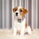 thumbnail image 4 of Set de collar y correa para perros EXPAWLORER Classic Plaid para mascotas, 4 of 5