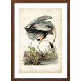 thumbnail image 2 of Art.com Great Blue Heron Art Print by John James Audubon, Brown Frame Wall Art, 17" x 23", 2 of 5